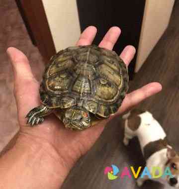 Черепаха Кострома