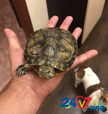 Черепаха Kostroma - photo 1