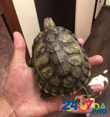 Черепаха Kostroma - photo 2
