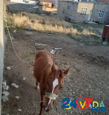 Лошадь Makhachkala - photo 4