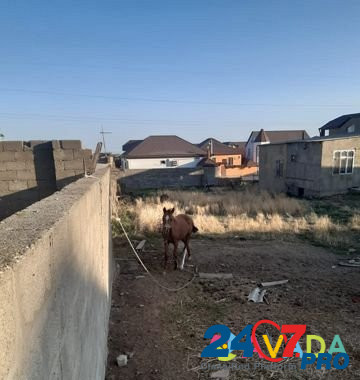 Лошадь Makhachkala - photo 7