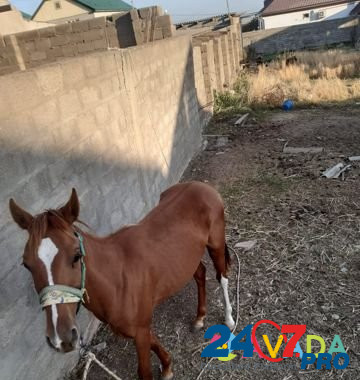 Лошадь Makhachkala - photo 5