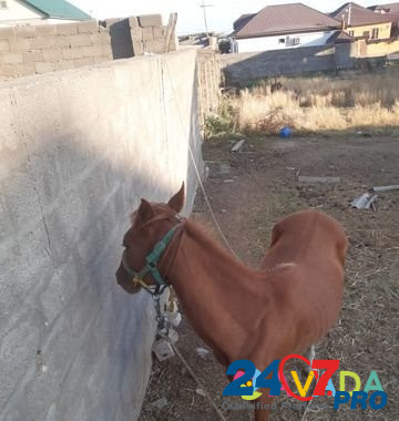 Лошадь Makhachkala - photo 3