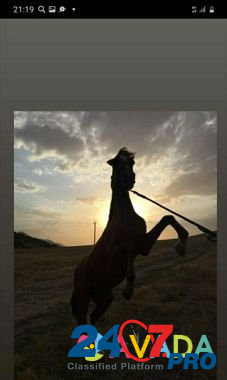 Лошадь Махачкала - изображение 1