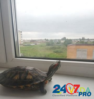 Красноухие черепахи Novomoskovsk - photo 3