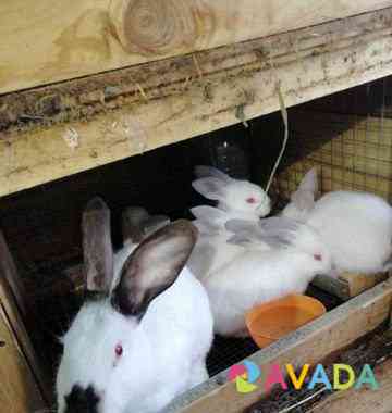 Кролики на продажу живьём и мясом Voskresensk