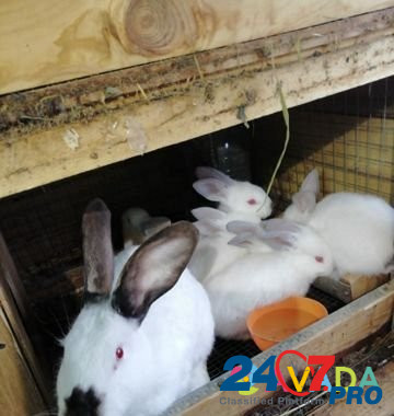 Кролики на продажу живьём и мясом Voskresensk - photo 1