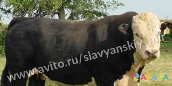 Телята бычки мясные для откорма Yegorlykskaya
