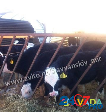 Телята бычки мясные для откорма Yegorlykskaya - photo 1
