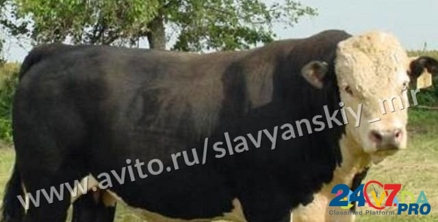 Телята бычки мясные для откорма Yegorlykskaya - photo 3