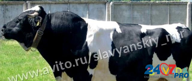 Телята бычки мясные для откорма Yegorlykskaya - photo 4