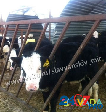 Телята бычки мясные для откорма Yegorlykskaya - photo 2