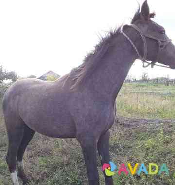 Лошадь кобылка Krasnogorskiy