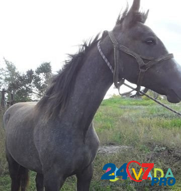Лошадь кобылка Красногорский - изображение 2