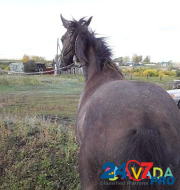 Лошадь кобылка Krasnogorskiy - photo 3