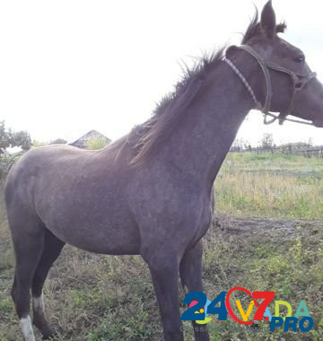 Лошадь кобылка Krasnogorskiy - photo 4