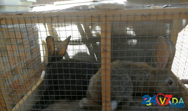 Кролики Таганрог - изображение 3