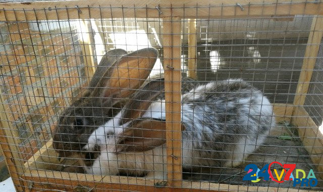 Кролики Таганрог - изображение 2