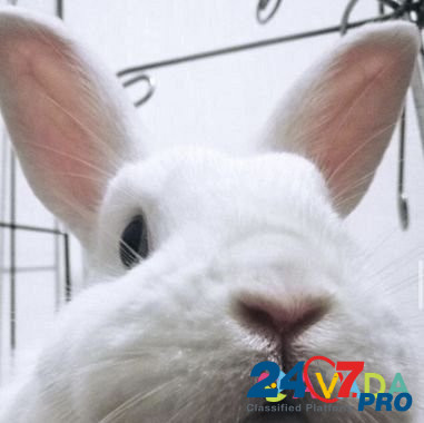 Кролик Izberbash - photo 5