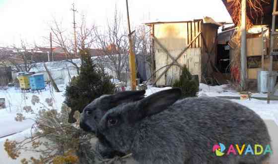 Кролики породы серебро Magnitogorsk