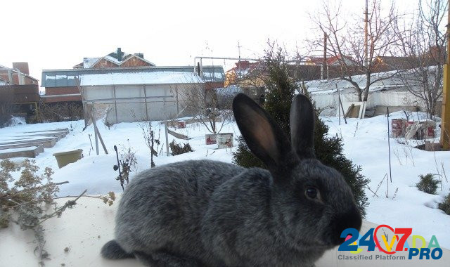 Кролики породы серебро Magnitogorsk - photo 1