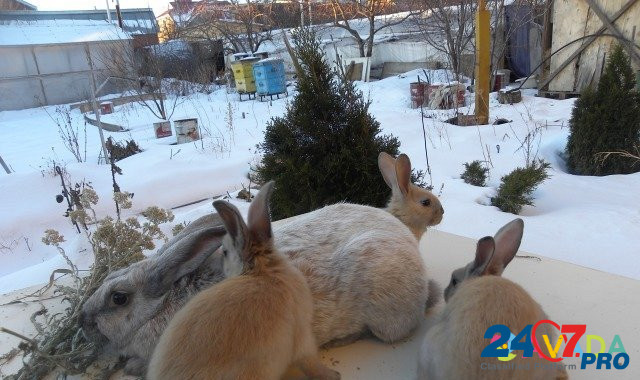 Кролики породы серебро Magnitogorsk - photo 2