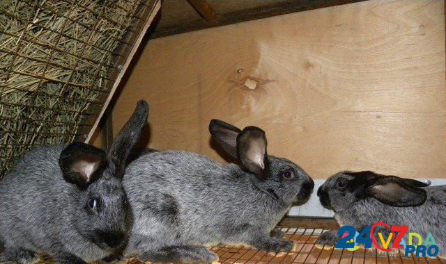 Кролики породы серебро Magnitogorsk - photo 4