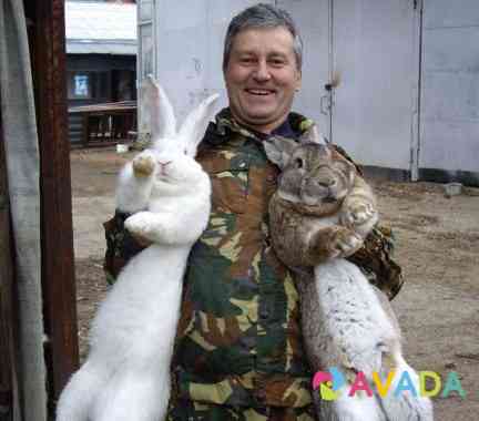 Кролики разные Beloretsk