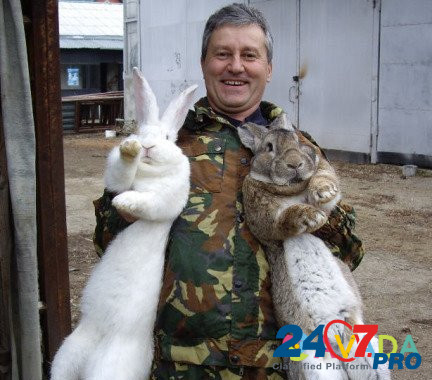 Кролики разные Beloretsk - photo 1