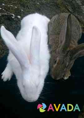 Кролики Белая Глина
