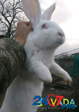 Кролики Belaya Glina - photo 4