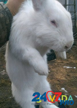 Кролики Белая Глина - изображение 3