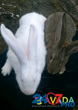 Кролики Belaya Glina - photo 6