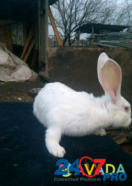 Кролики Belaya Glina - photo 7