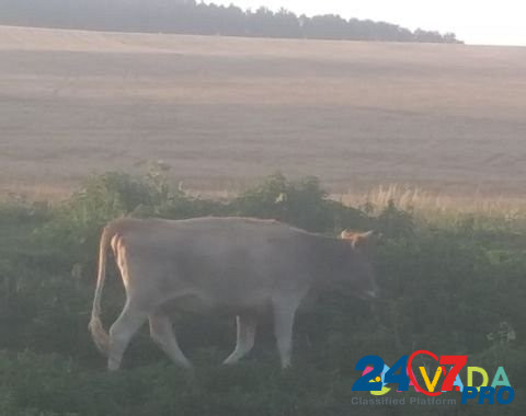 Коровы дойные Khabez - photo 3