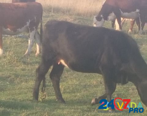 Коровы дойные Khabez - photo 7