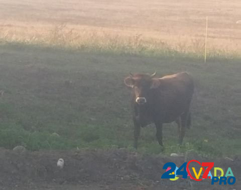 Коровы дойные Khabez - photo 4