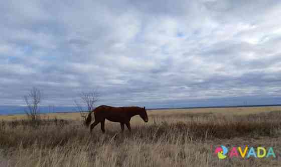 Лошади матки и жеребята Balakovo
