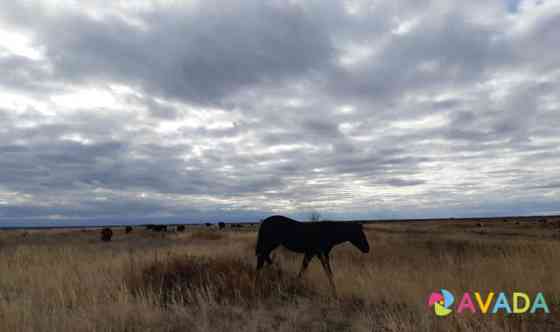 Лошади матки и жеребята Balakovo