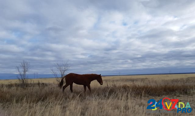 Лошади матки и жеребята Balakovo - photo 2