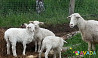 Бараны и овцы на разведение и мясо Argayash