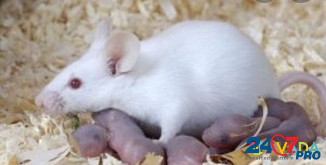 Кормовые мыши Prokop'yevsk - photo 1