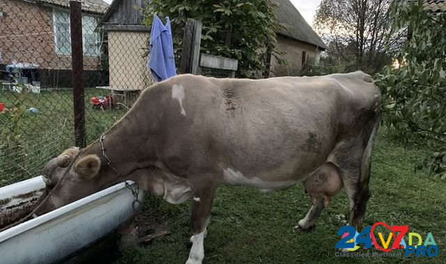 Корова Teploye - photo 2