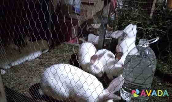 Продам кролей Simferopol