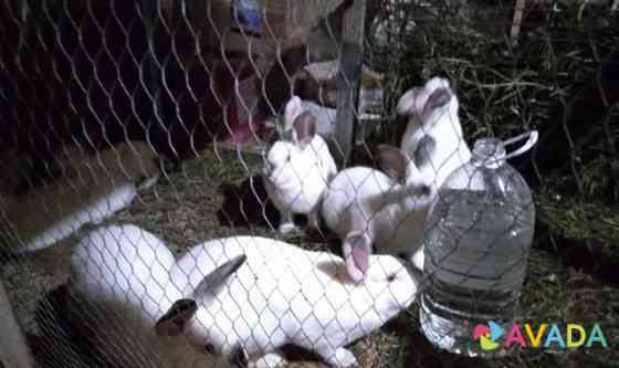 Продам кролей Simferopol