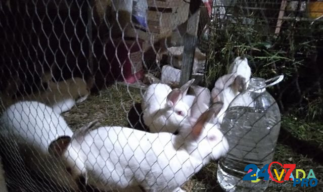 Продам кролей Simferopol - photo 5
