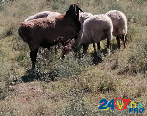 Овцы Achikulak - photo 1