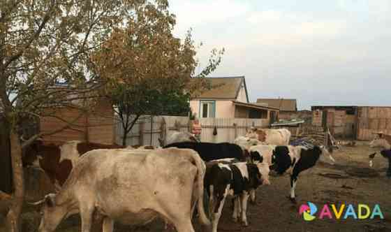 Коровы Primorsk
