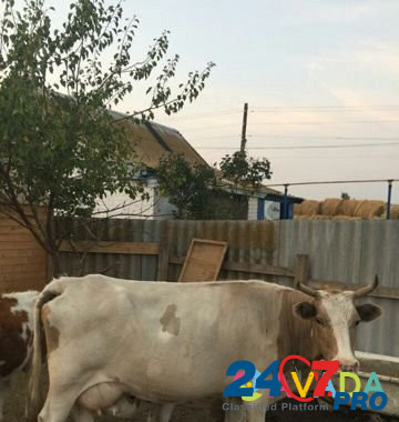 Коровы Приморск - изображение 3