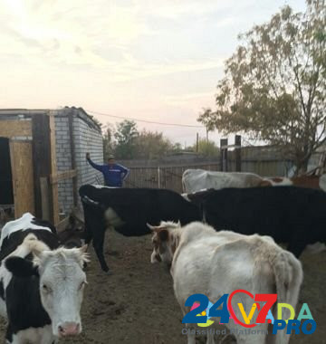 Коровы Primorsk - photo 2